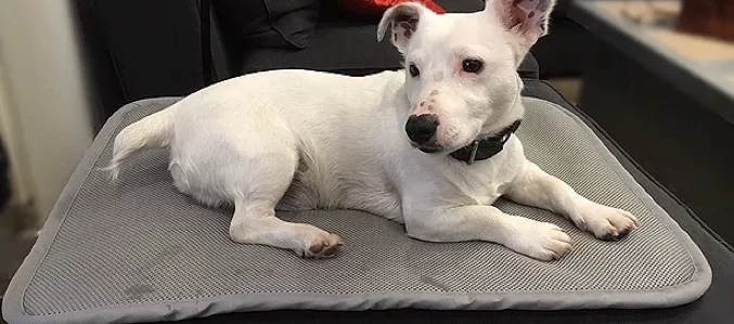 Matelas Anti-escarres Confort4pattes – Image 4